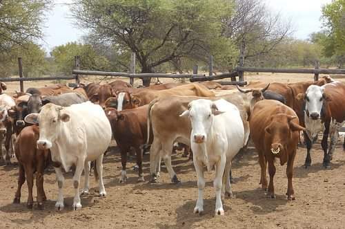 New Foot and Mouth Disease Outbreak Threatens Livestock in Mzimba