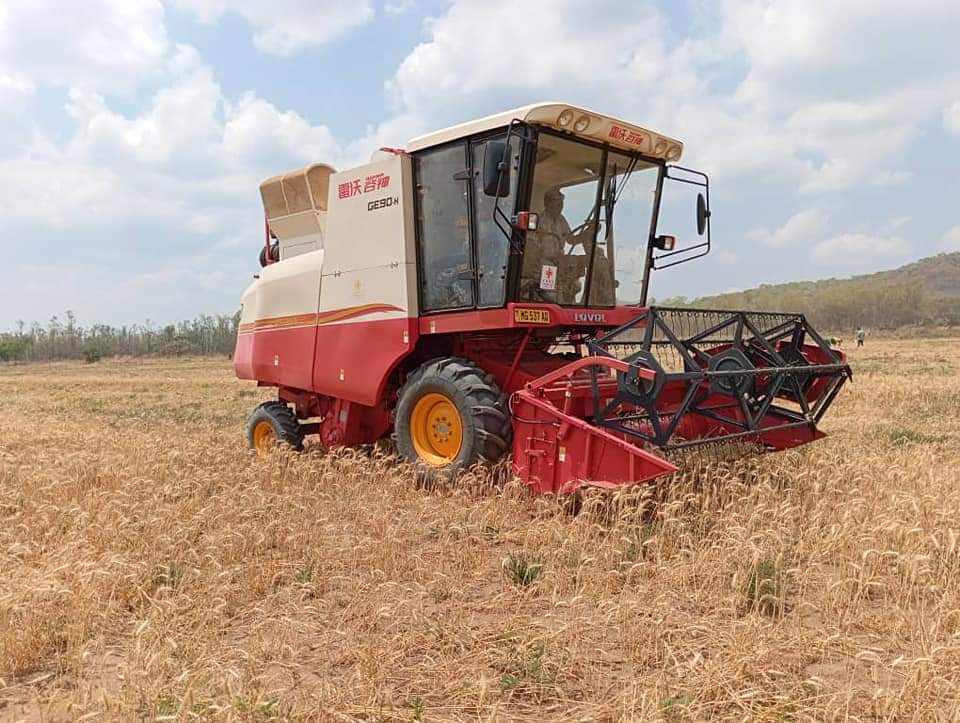 Malawi Takes Giant Leap Towards Wheat Self-Sufficiency